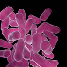 Lactobacillus stoppt die Coli-Bakterien